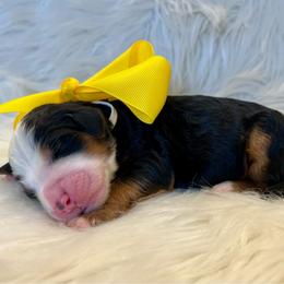 Yellow Girl - Tri-color female Bernedoodle puppy in The Woodlands, Texas from Gracie's Goldendoodles and Bernedoodles of The Woodlands