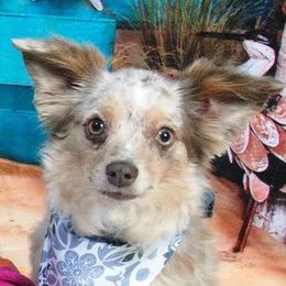 Aussiedoodles, Miniature American Shepherds, and Toy Australian Shepherds from Nelson's Aussies and Aussiedoodles