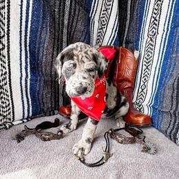 Imogen - Merle female Great Dane puppy in Climax, Michigan from Beaver Creek Danes