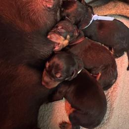 Boy 2 - Black and tan male Manchester Terrier puppy in Oakdale, California from Noble Kennels Standard Manchesters