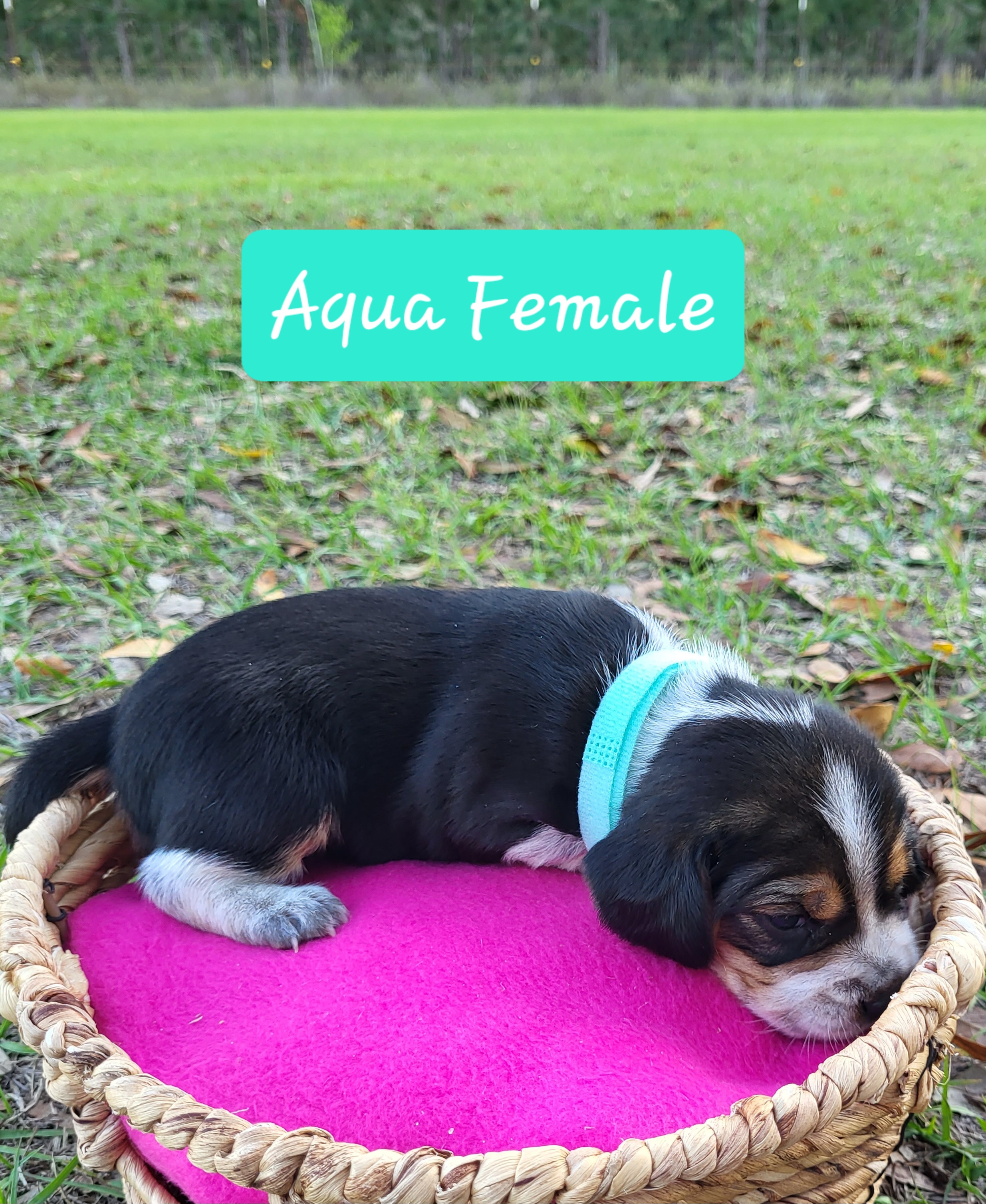 Beagle Puppies from Pridgeon Beagles
