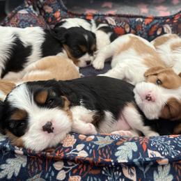 Cavalier King Charles Spaniels from Campbell’s Cavaliers