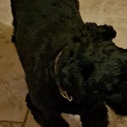 Australian Cattle Dogs and Miniature Schnauzers from B & E Farms