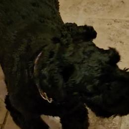 Australian Cattle Dogs and Miniature Schnauzers from B & E Farms