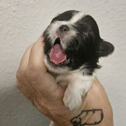 Twinkie - Black gold and white female Shih Tzu puppy in Carthage, Missouri from Cooley's Cuddle Pups
