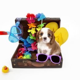 Cavalier King Charles Spaniel Puppies from Colorful Cavaliers