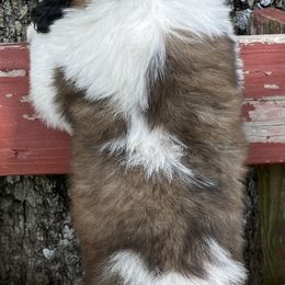 Saint Bernard Puppies from Mount Krumpit Saints