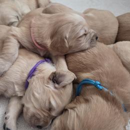 Golden Retriever puppies from Goldens of Northern Virginia