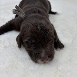 Pluto - Chocolate male Goldendoodle puppy in Casselberry, Florida from My Little Doodle