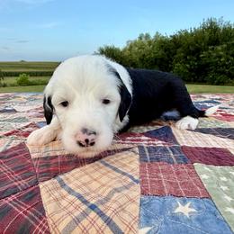 Corn Dog - Black and white male Sheepadoodle puppy in Adams, Nebraska from Boxcar Doodles and Poodles