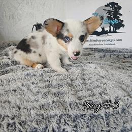Boy 3 - Blue merle and white male American Corgi puppy in Natchitoches. La, Louisiana from Bleu Bayou Corgis