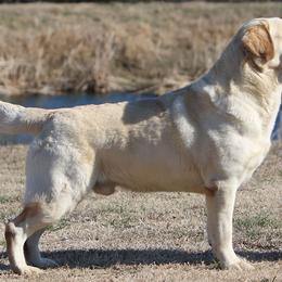 Cory - Labrador Retriever