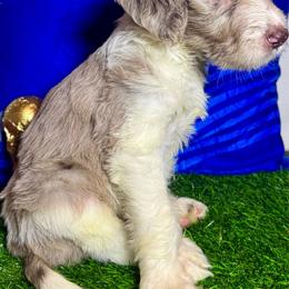 England - Merle female Labradoodle puppy in Kingston, Georgia from CC Familydoodles