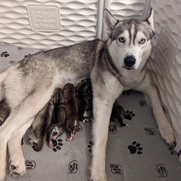 Siberian Husky Puppies from Shawn Oberhouse's Huskies