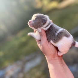 Blue Parti - Blue parti male Pomeranian puppy in Knoxville, Tennessee from Posh Parti Poms