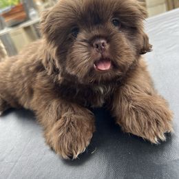 Boy (White Collar) - Liver male Shih Tzu puppy in Whittier, California from Socal Mother Of Shih Tzus