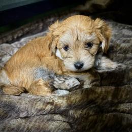 Pascal - White and tan female Morkie puppy in Tucson, Arizona from Sun-Kissed Morkies