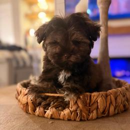 Leo - Liver male Miniature Schnauzer puppy in Orange City, Florida from Xaysha’s Miniature Schnauzers