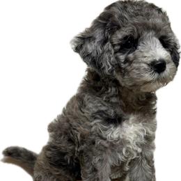 Penelope (Barker) - Merle female Goldendoodle puppy in Newark, Ohio from Valleydayle Doodles and Wheatens