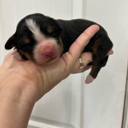 Green Collar Boy - Black rust and white male Bernese Mountain Dog puppy in Herriman, Utah from Shaggy Mountain Pups LLC