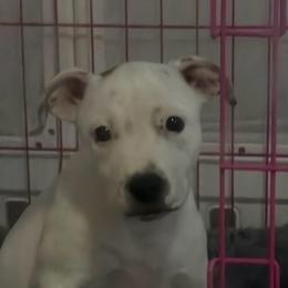 Casper - White male Staffordshire Bull Terrier puppy in Port Saint Lucie, Florida from Southern Staffies