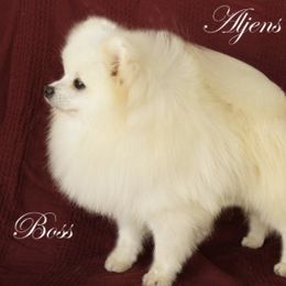 Pomeranian All Grown Up from ShowPomeranians