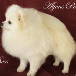 Pomeranian All Grown Up from ShowPomeranians