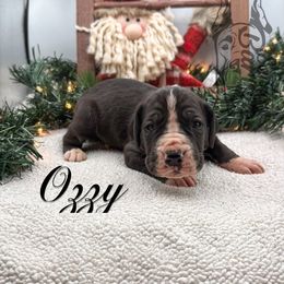 Ozzy - Mantle male Great Dane puppy in Prairieville, Louisiana from Southern Barron Danes & Dachshunds