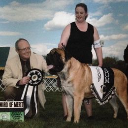French Bulldog and Mastiff All Grown Up from Stonehaven Mastiffs and French Bull dogs