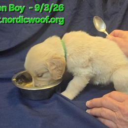 Green Boy - Light golden male Golden Retriever puppy in Peoria, Arizona from Nordic Woof's Golden Retrievers