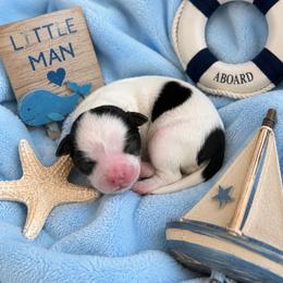 Tide - Liver and white male Shihpoo puppy in Hertford, North Carolina from Heaven Sent Shihpoo's