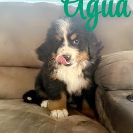 Bernese Mountain Dog Puppies from Hidden Valley Berners