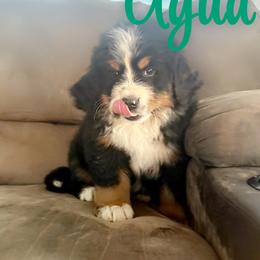 Bernese Mountain Dog Puppies from Hidden Valley Berners