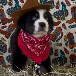 Cowpoke AKC Tailed - Black tri-color male Australian Shepherd puppy in Inverness, Florida from Swamp Puppy Canine Kennel