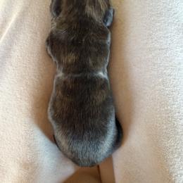 Bellwether - Brindle female Dachshund puppy in Pearce, Arizona from Katy West Weenies