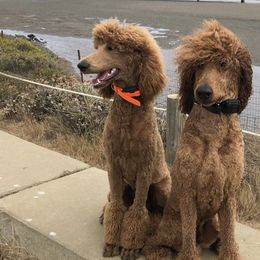 Poodles from Poodle Republic