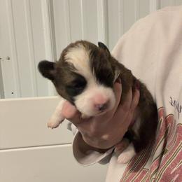 Bobby - Sable male Pembroke Welsh Corgi puppy in Bloomfield, Iowa from Beebe’s Corgis