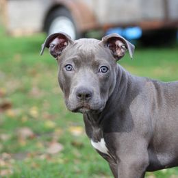 American Bully Puppies from 49th State Kennels