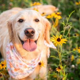 Patty - Golden Retriever