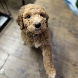 Saint Berdoodle Puppies from Highland Ridge Doodles
