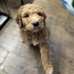 Saint Berdoodle Puppies from Highland Ridge Doodles