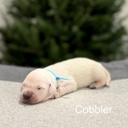 Cobbler - Light golden male Golden Retriever puppy in Conroe, Texas from Tails of Cypress