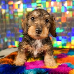 American Corgi, Dachshund, and Pembroke Welsh Corgi Puppies from Shining A Lowriders & Co.