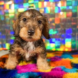 American Corgi, Dachshund, and Pembroke Welsh Corgi Puppies from Shining A Lowriders & Co.