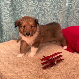 Collie Puppies from Doggy Haven Collies
