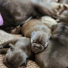 French Bulldog Puppies from Fair Oaks Frenchies