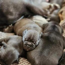 French Bulldog Puppies from Fair Oaks Frenchies