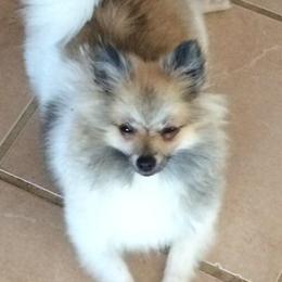 Pomeranian Puppies from Jonna's Poms