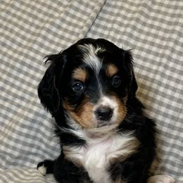 Bernedoodles from King's Doodles