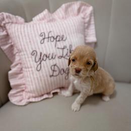 Stakes - Cream male Goldendoodle puppy in Fleming Island, Florida from Island Doodles